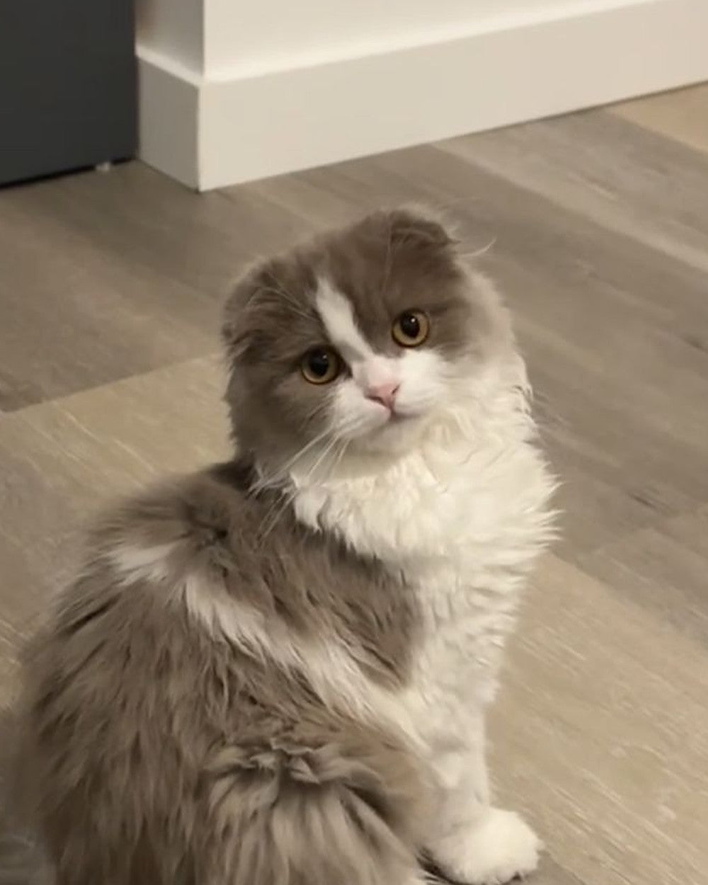 Photo du chat envoyée par la cliente